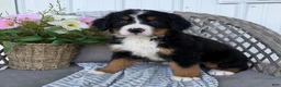 Bernese Mountain Dog dogs for sale: Sophie - Ad 2