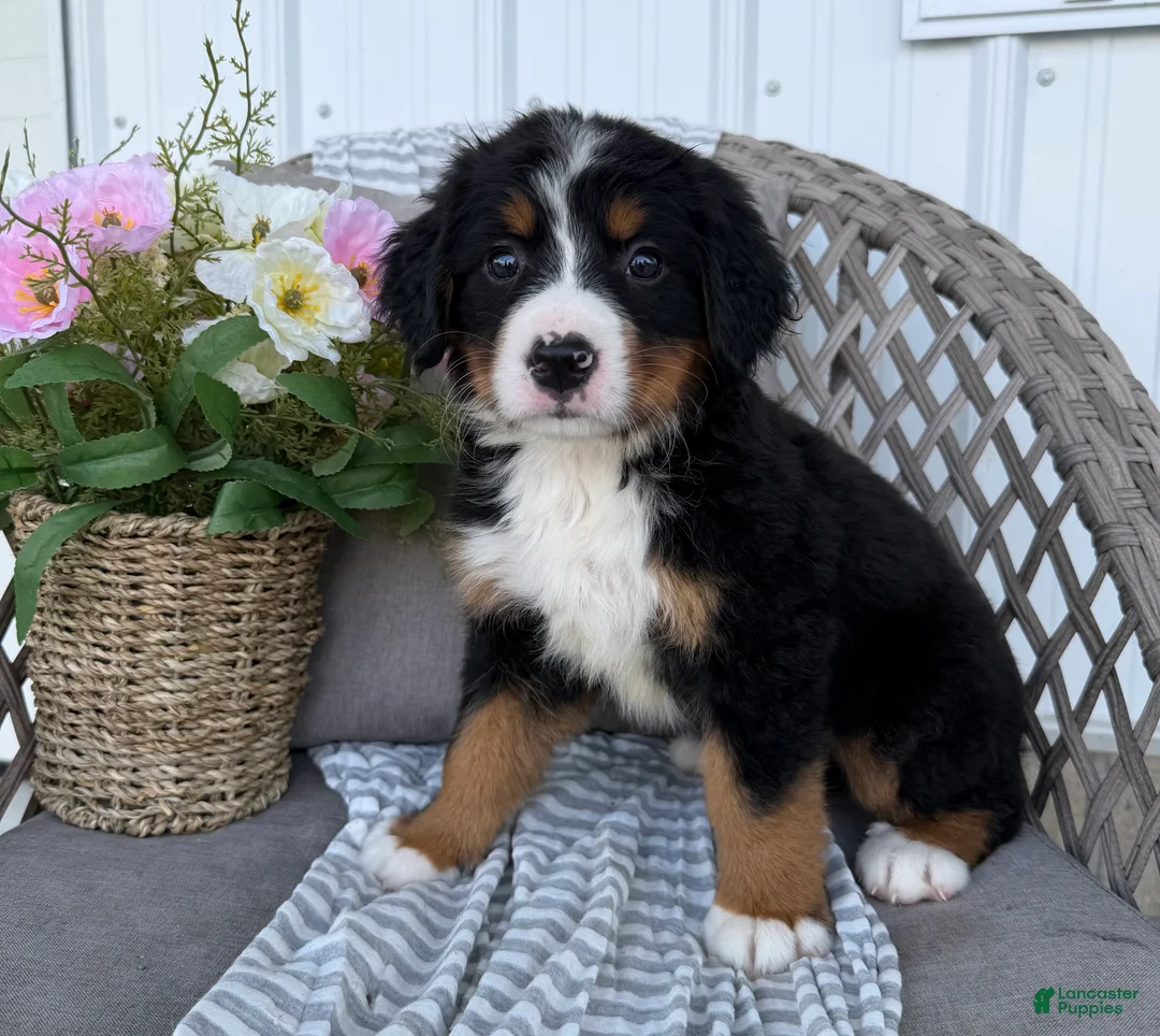 Bernese Mountain Dog dogs for sale: Sophie - Ad 2