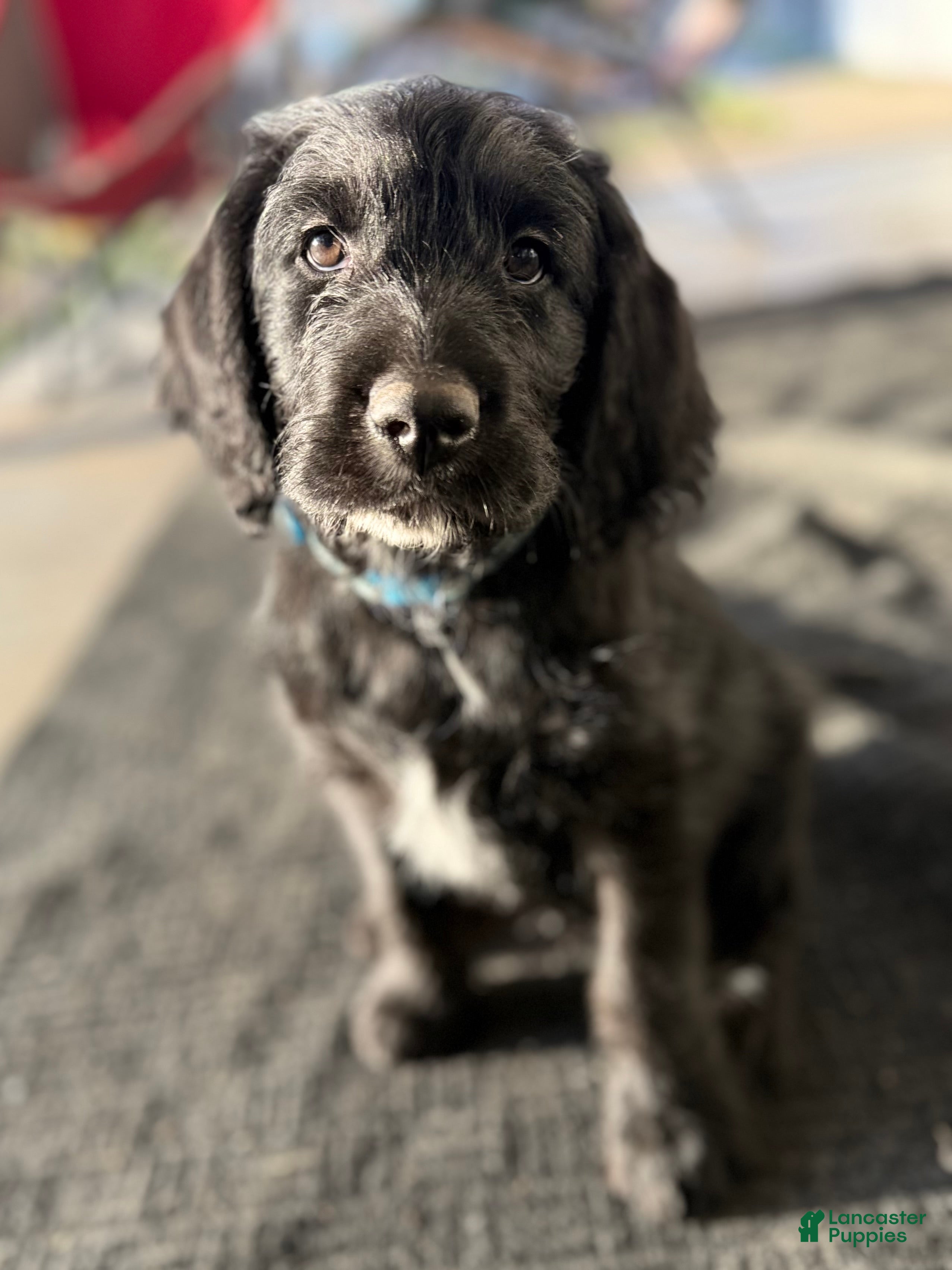 Labradoodle dogs Labradoodle Light Blue - Ad 1