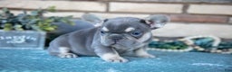French Bulldog dogs for sale: Zach - Ad 3