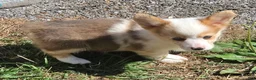 Welsh Corgi Pembroke dogs for sale: Beautiful Bentley  - Ad 30