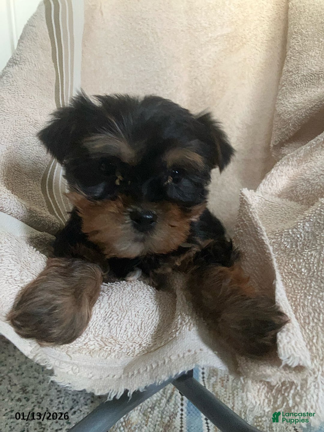 Yorkshire Terrier dogs for sale: Lucy - Ad 2