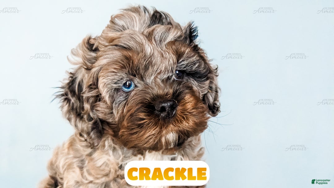 Cockapoo dogs for sale: Crackle - Ad 16