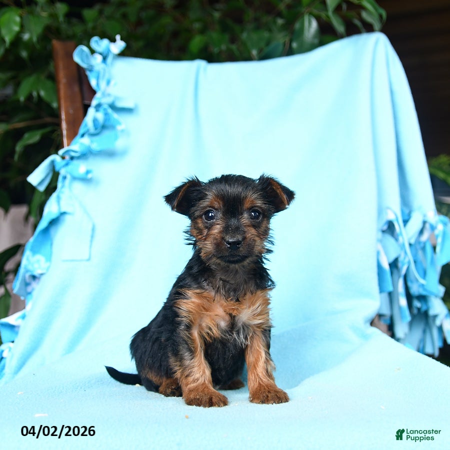 Yorkshire Terrier dogs Sage - Ad 1