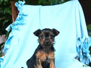 Yorkshire Terrier dogs for sale: Sage - Ad 2