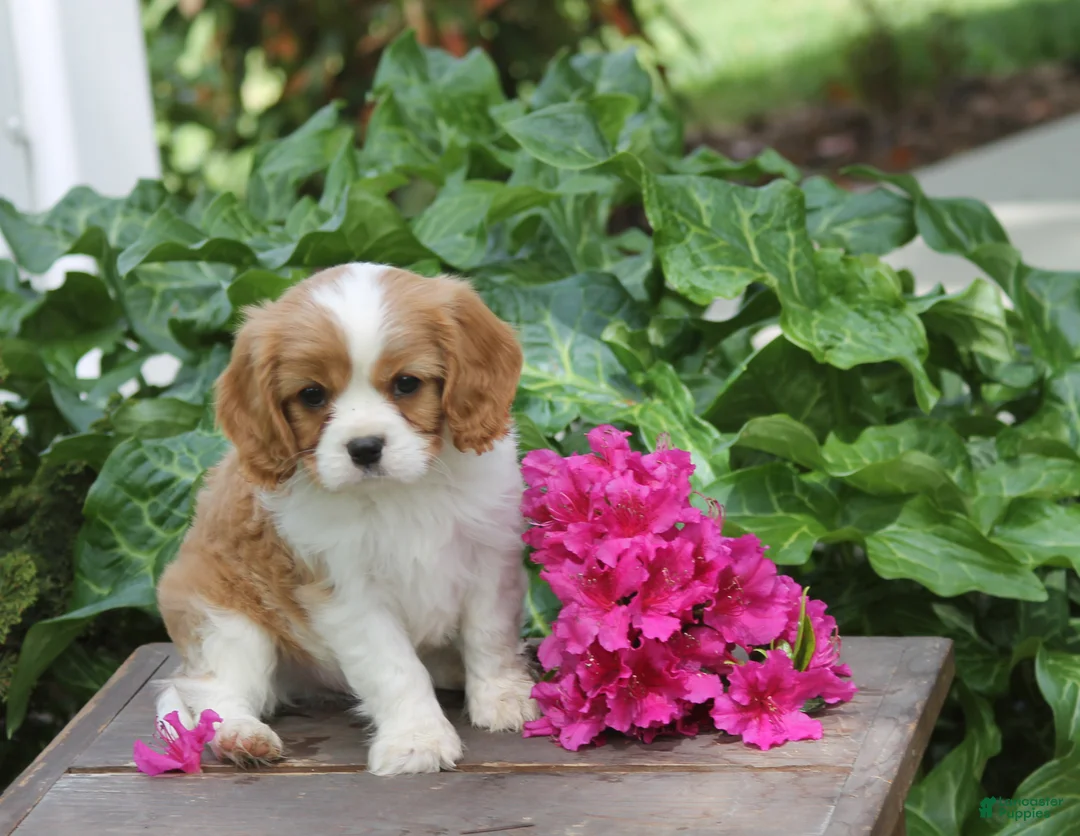 Cavalier King Charles Spaniel dogs for sale: Alex - Ad 1