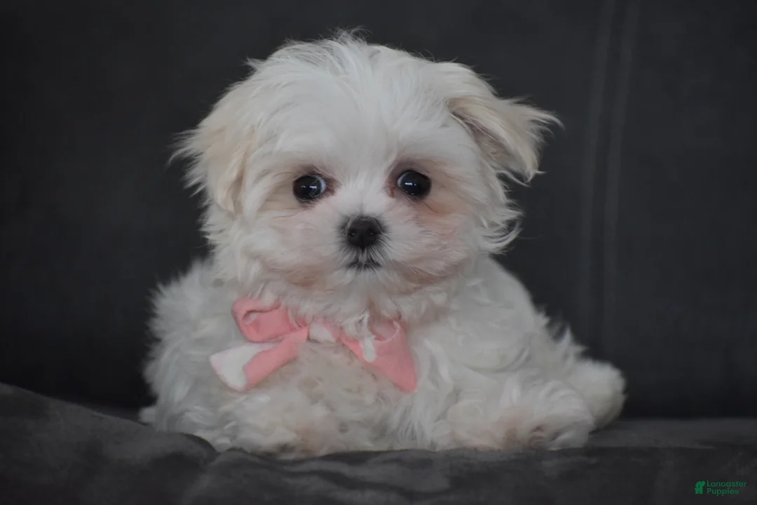 Maltese dogs for sale: Rosie - Ad 6