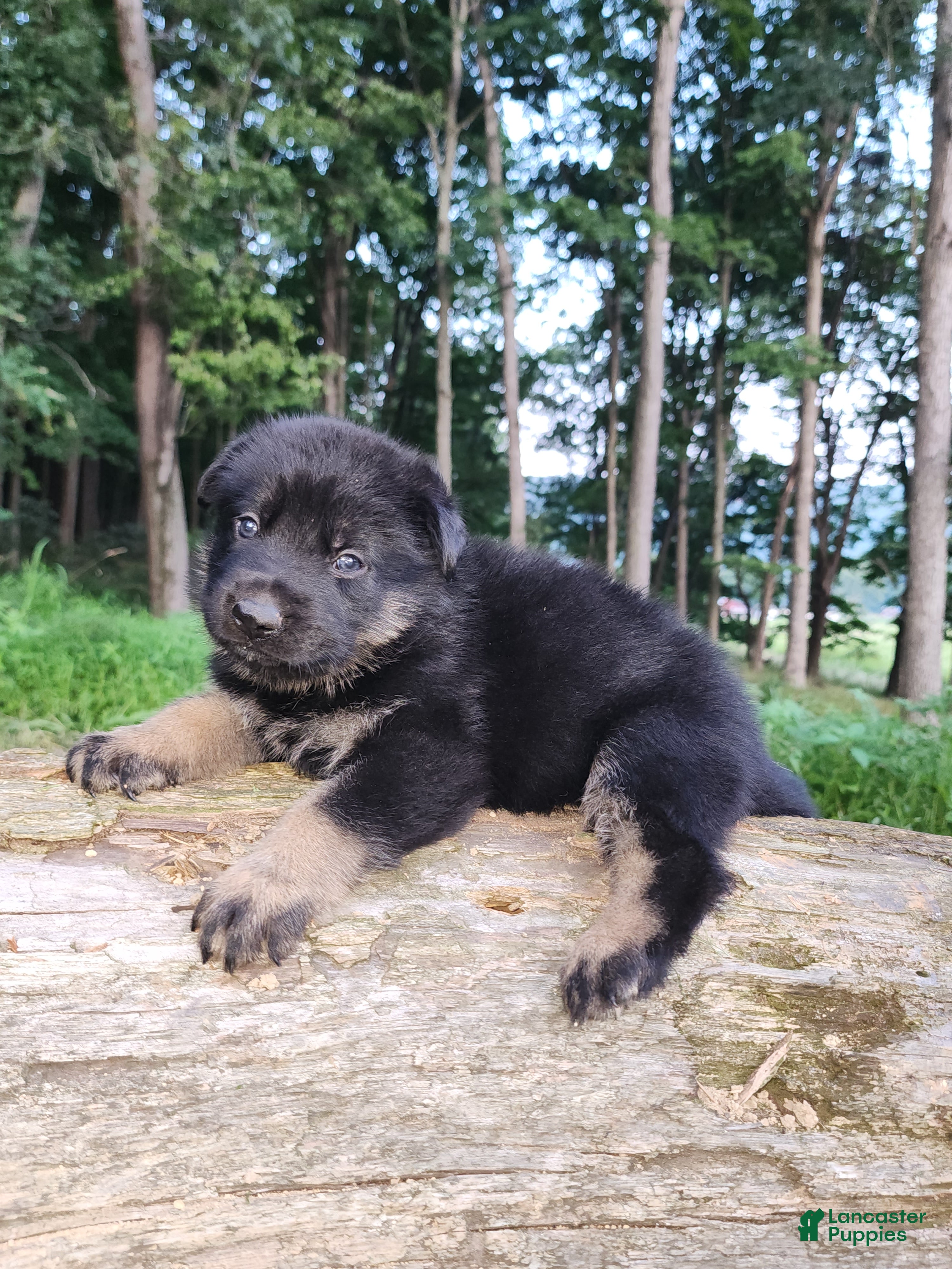 German Shepherd dogs German Shepherd 6 Truman - Ad 2