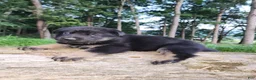 German Shepherd dogs for sale: German Shepherd 6 Truman - Ad 2