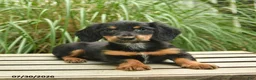 Miniature Dachshund dogs for sale: Penny  - Ad 4