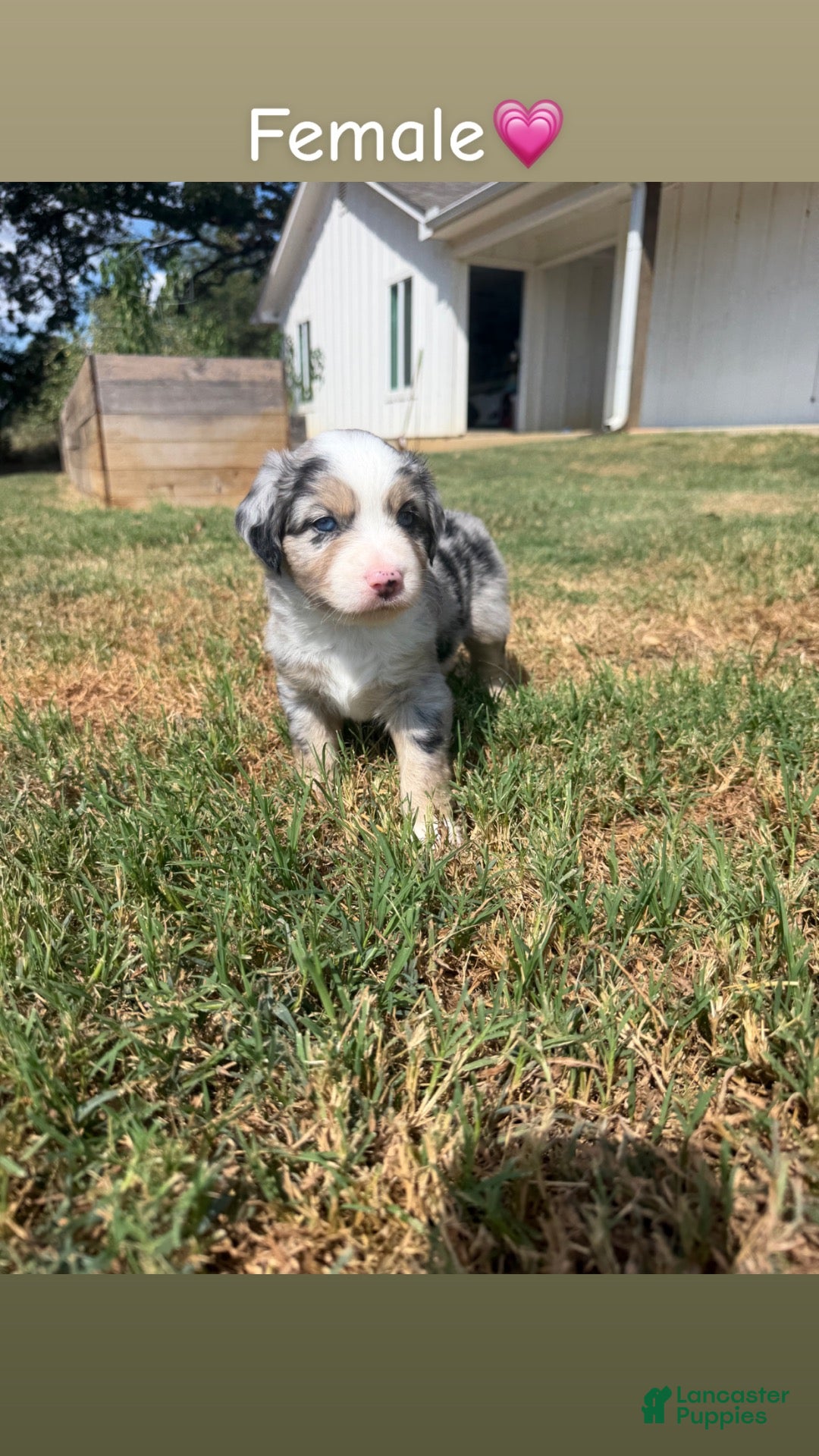 Miniature Australian Shepherd dogs Miniature Australian Shepherd 5 - Ad 18