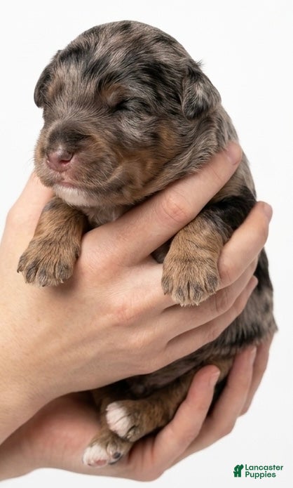 Mixed Breed dogs Henri Léo - Ad 1