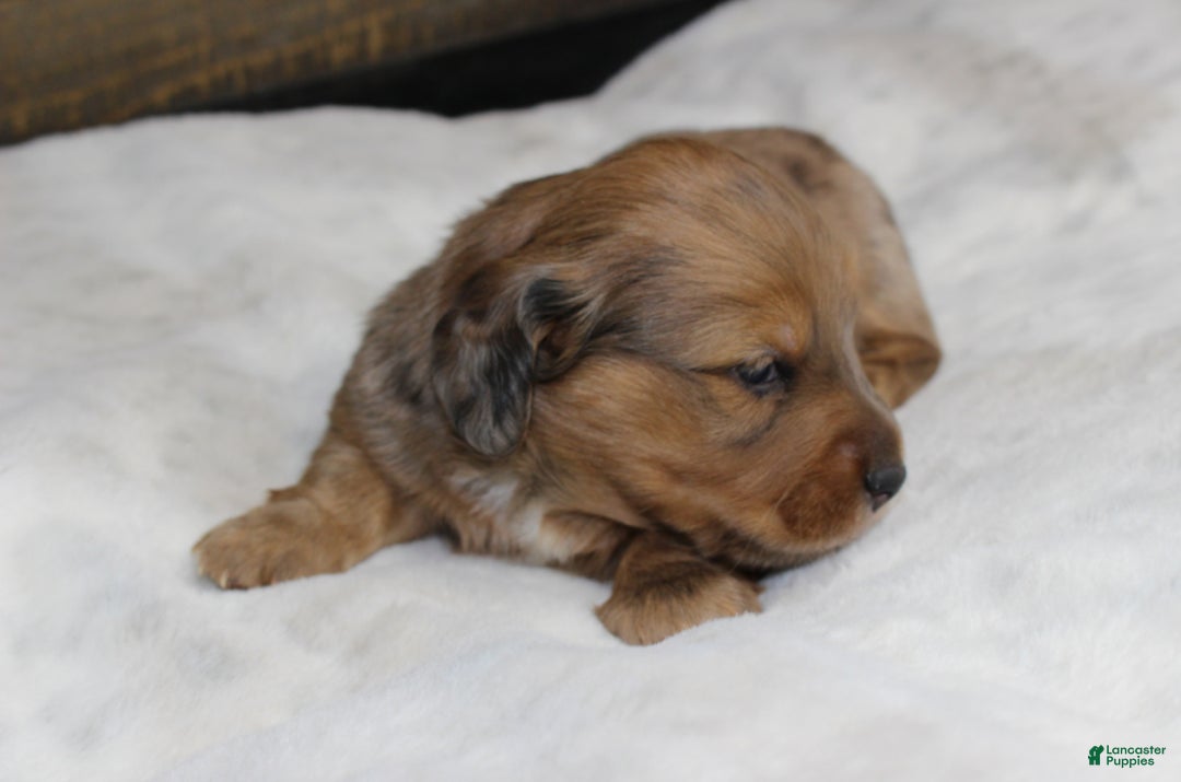 Dachshund dogs for sale: Aiden - Ad 5