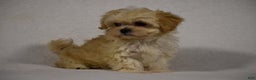 Maltipoo dogs for sale: Blossom - Ad 4