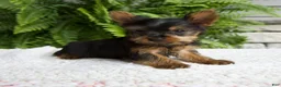 Yorkshire Terrier dogs for sale: Tiny - Ad 2