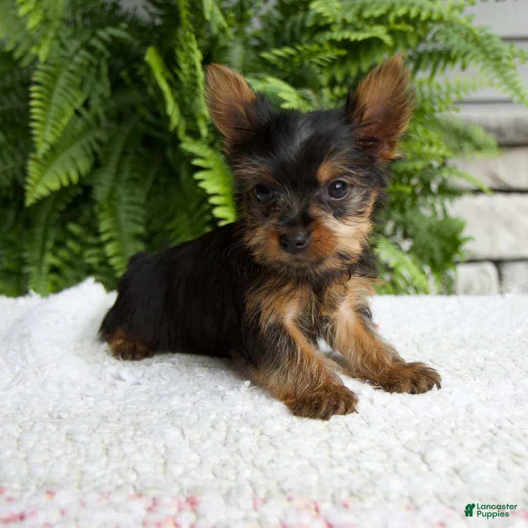 Yorkshire Terrier dogs for sale: Tiny - Ad 2