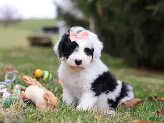 Sheepadoodle dogs for sale: Nova - Ad 2