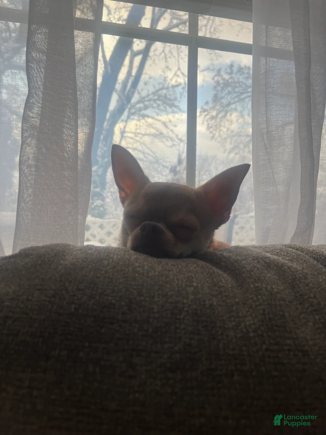 Chihuahua dogs for sale: Chihuahua Puppy 1 - Ad 3