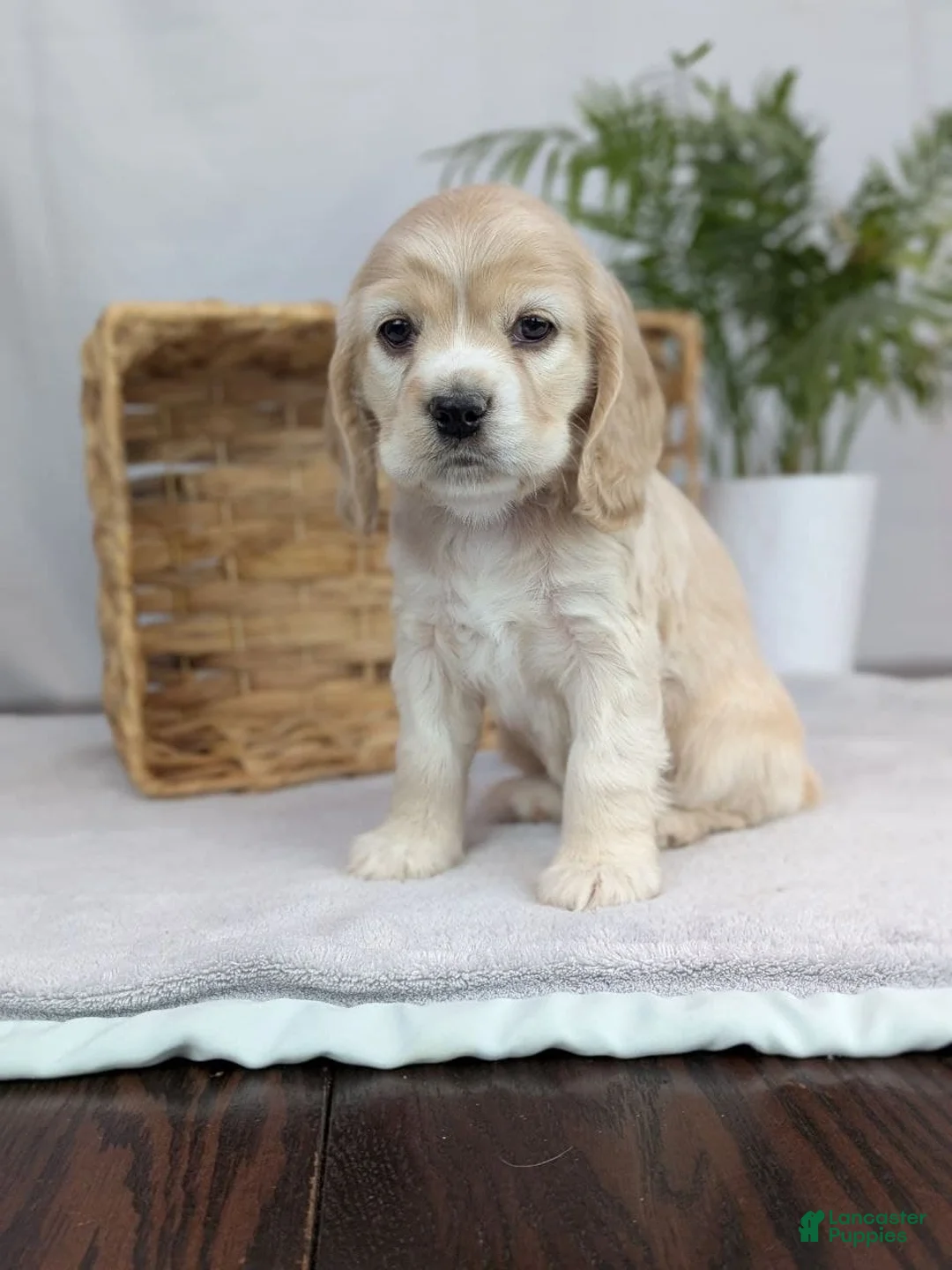 Cocker Spaniel dogs for sale: Cocker Spaniel Puppy 5 - Ad 9