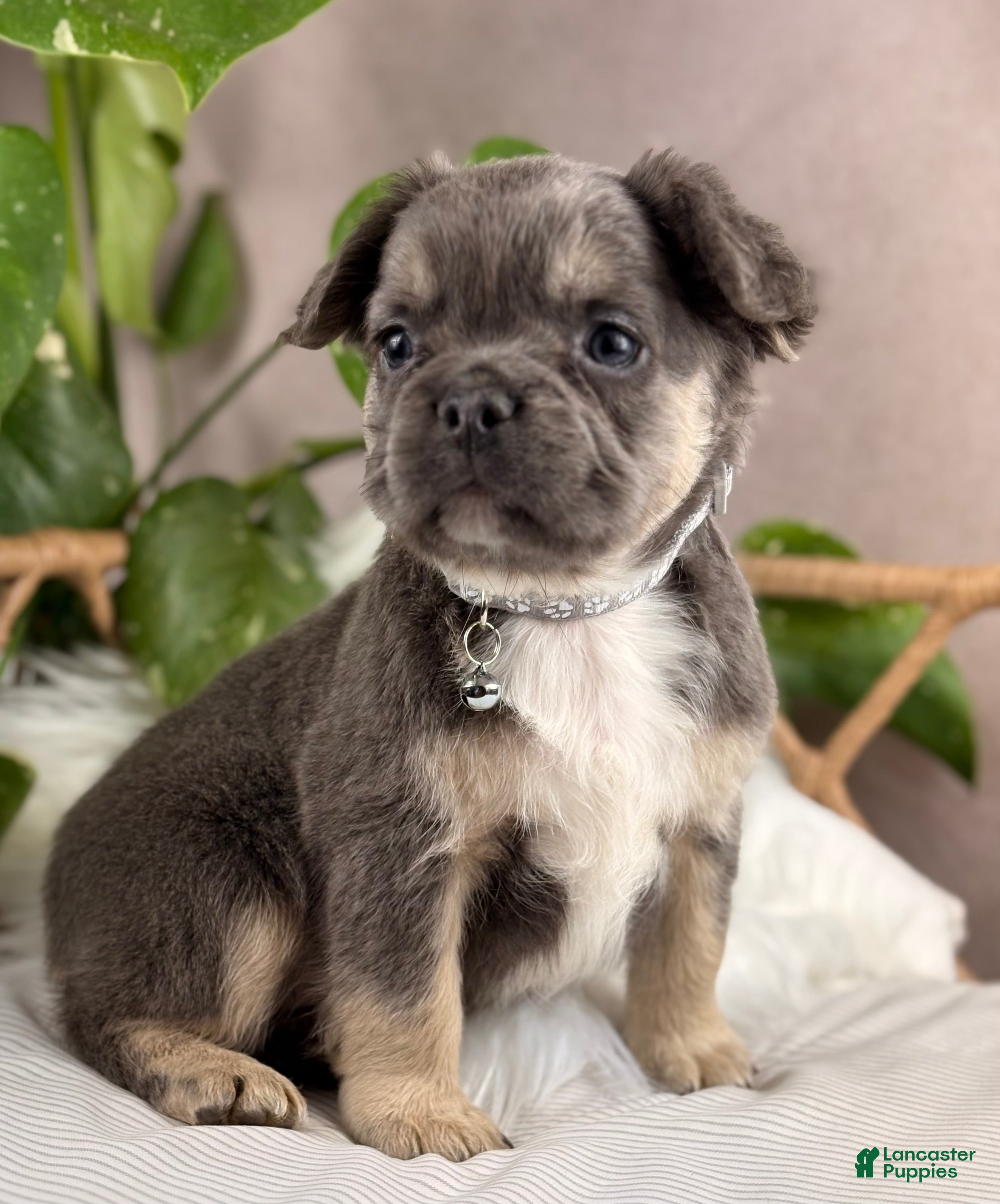 French Bulldog dogs Milo - Ad 1