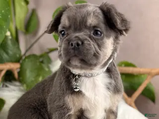 French Bulldog dogs for sale: Milo - Ad 3