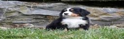 Bernese Mountain Dog dogs for sale: Delilah - Ad 4
