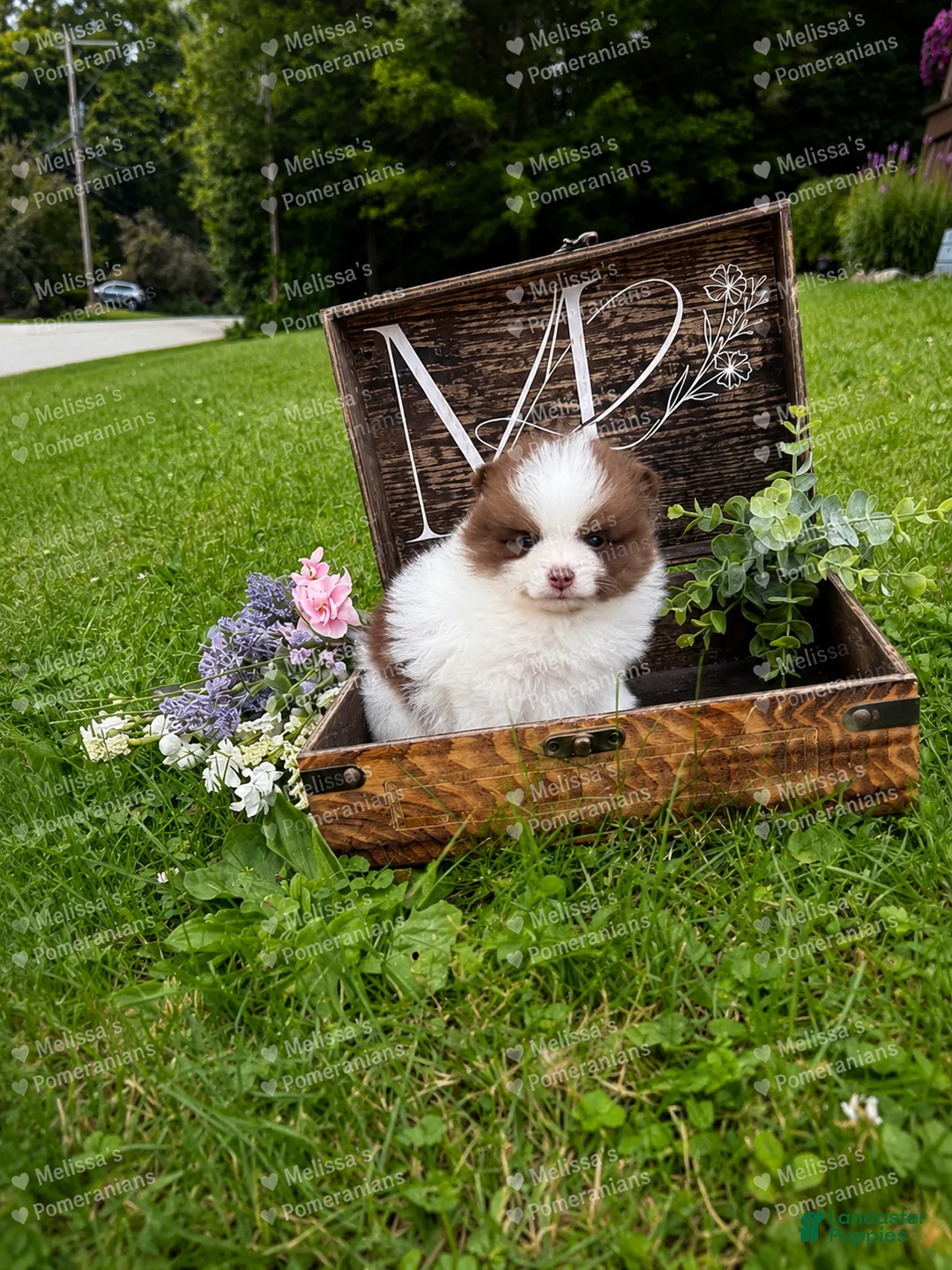 Pomeranian dogs for sale: Penelope  - Ad 1