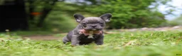 French Bulldog dogs for sale: Darla - Ad 9