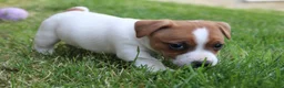 Jack Russell Terrier dogs for sale: Sam - Ad 5