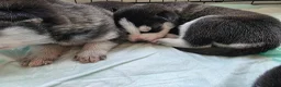 Siberian Husky dogs for sale: Siberian Husky Puppy 2 - Ad 9