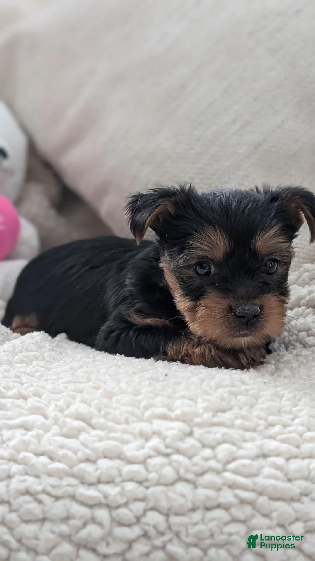 Yorkshire Terrier dogs for sale: Axel - Ad 6
