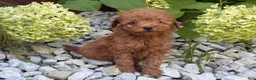 Toy Poodle dogs for sale: Bucky  - Ad 7