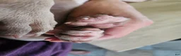 American Bully dogs for sale: ABKC Pocket Bully - Bongo  - Ad 12