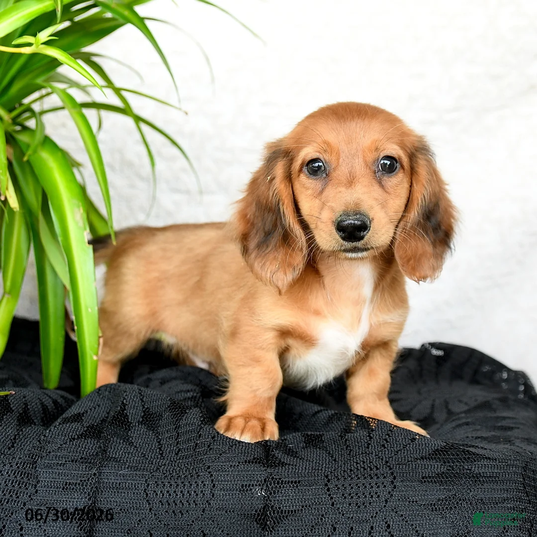 Miniature Dachshund dogs for sale: Worley - Ad 1