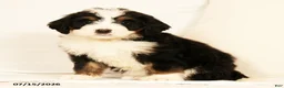 Bernedoodle dogs for sale: Sam - Ad 3