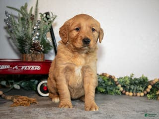 Golden Retriever dogs Frankie - Ad 27