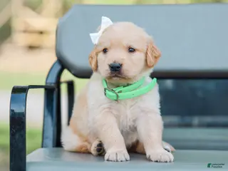 Golden Retriever dogs for sale: Alva ACA Golden Retriever Pup - Ad 1