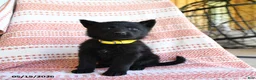 German Shepherd dogs for sale: Mandy - Ad 4
