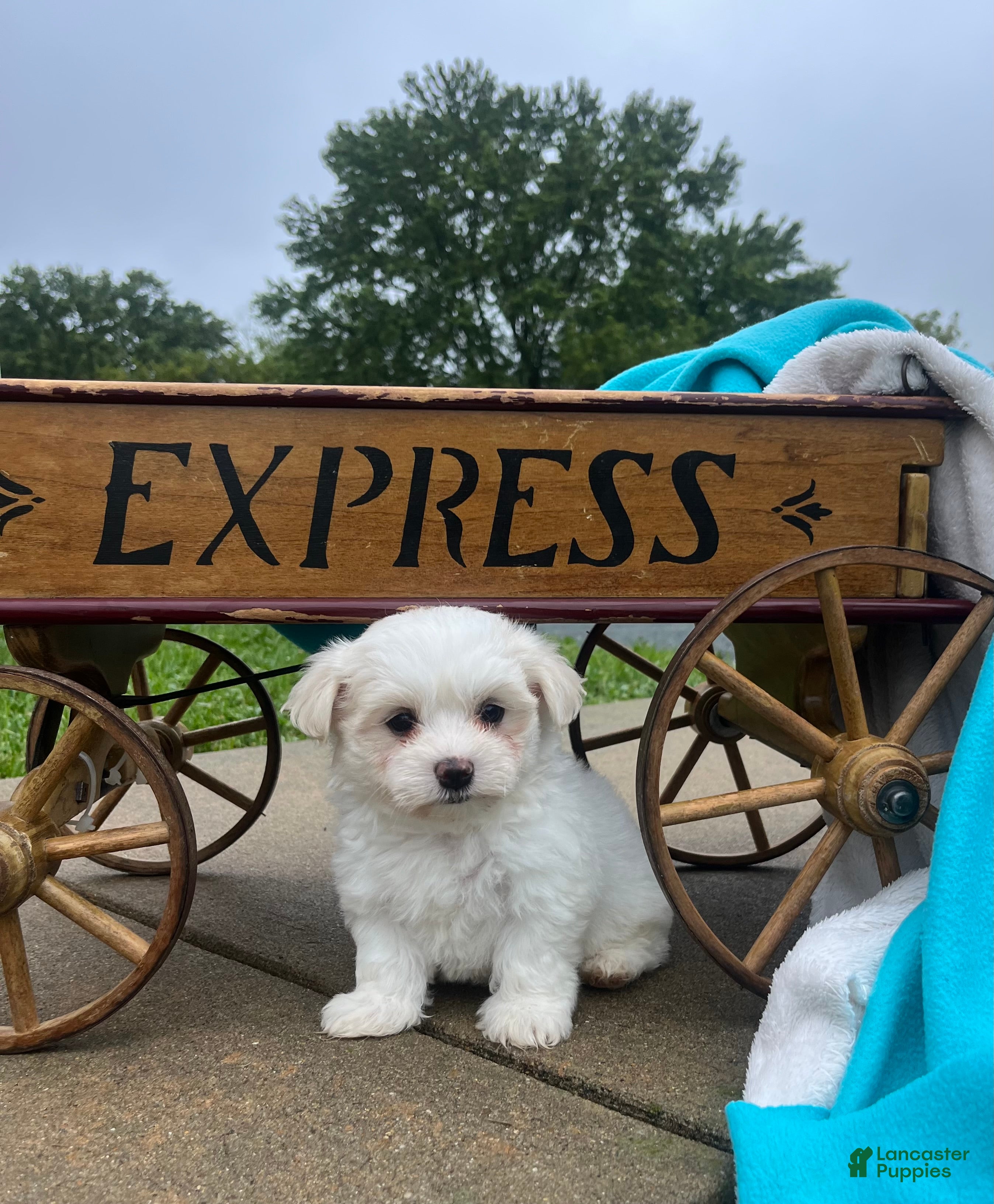 Maltese dogs Tucker❤️AKC Genetic Tested 5/6lb Parents🐾Text or call - Ad 1