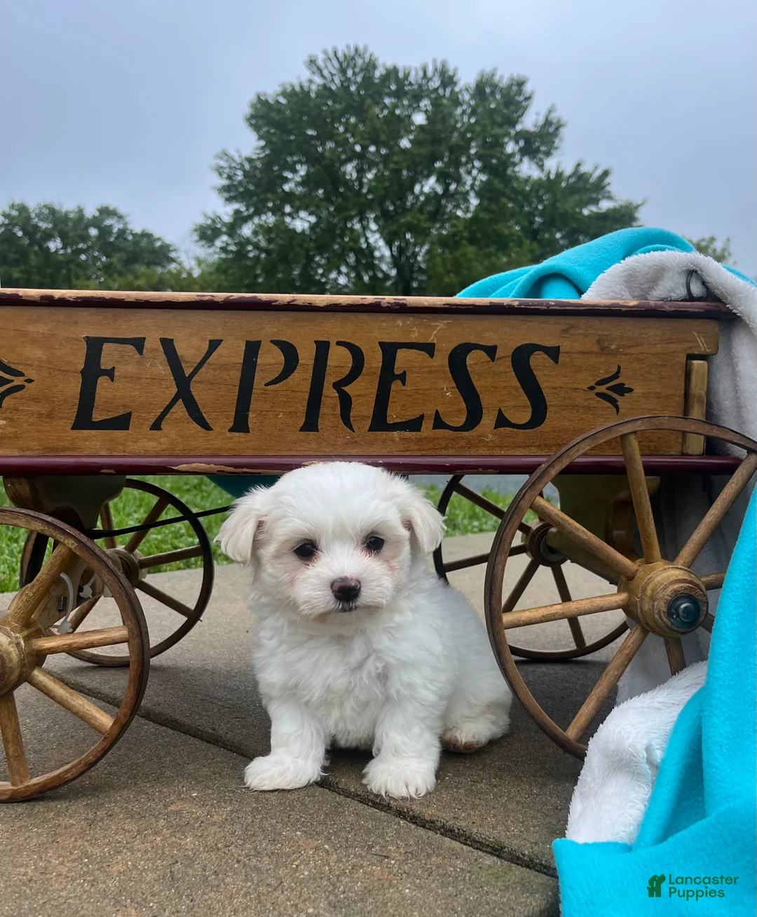 Maltese dogs for sale: Tucker❤️AKC Genetic Tested 5/6lb Parents🐾Text or call - Ad 1