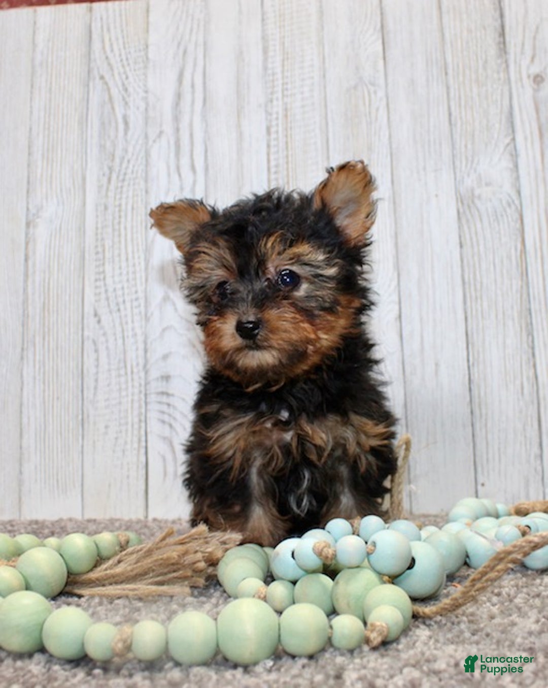 Yorkiepoo dogs for sale: Toby - Ad 3