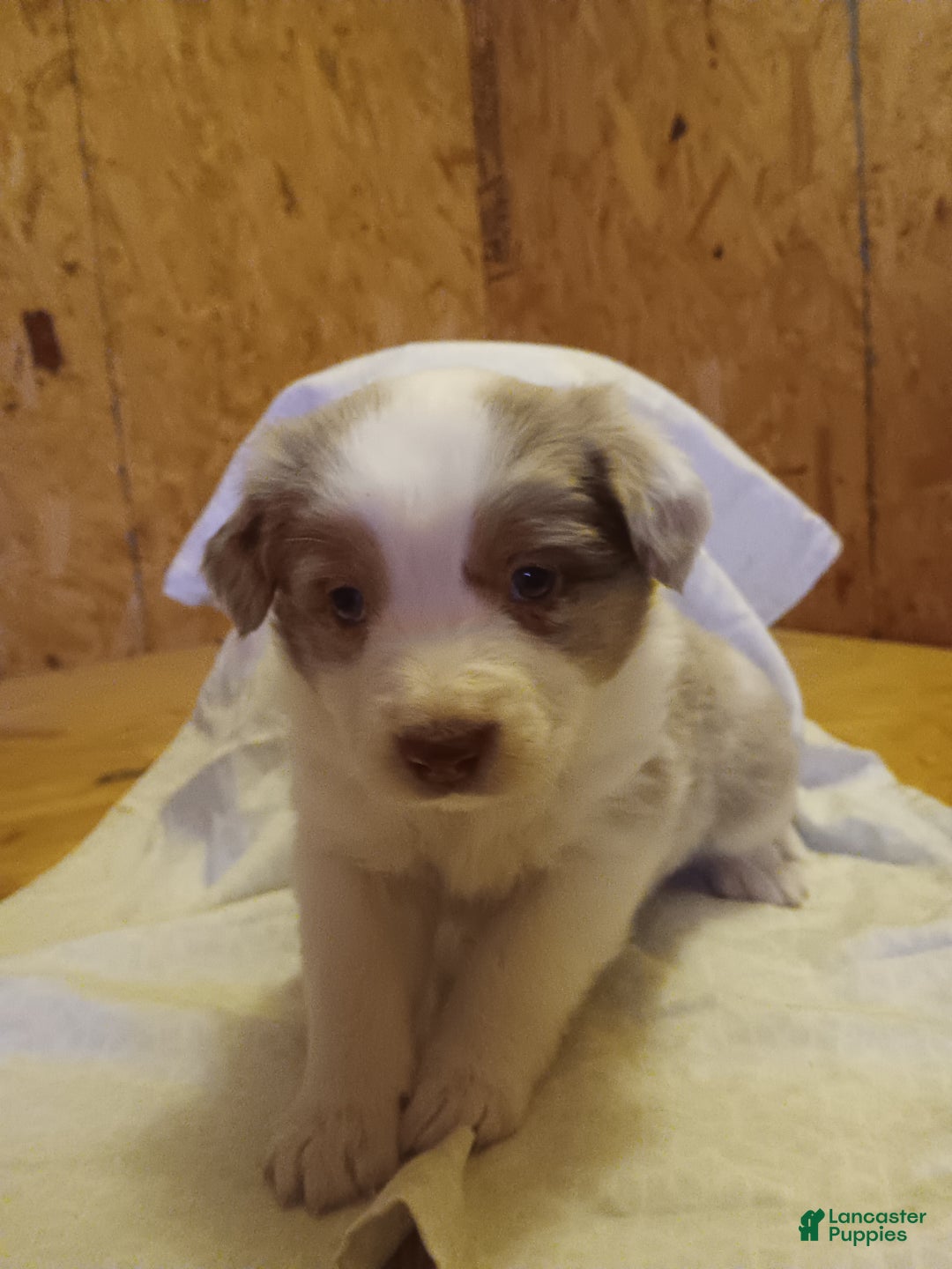 Australian Shepherd dogs for sale: Butterscotch - Ad 5