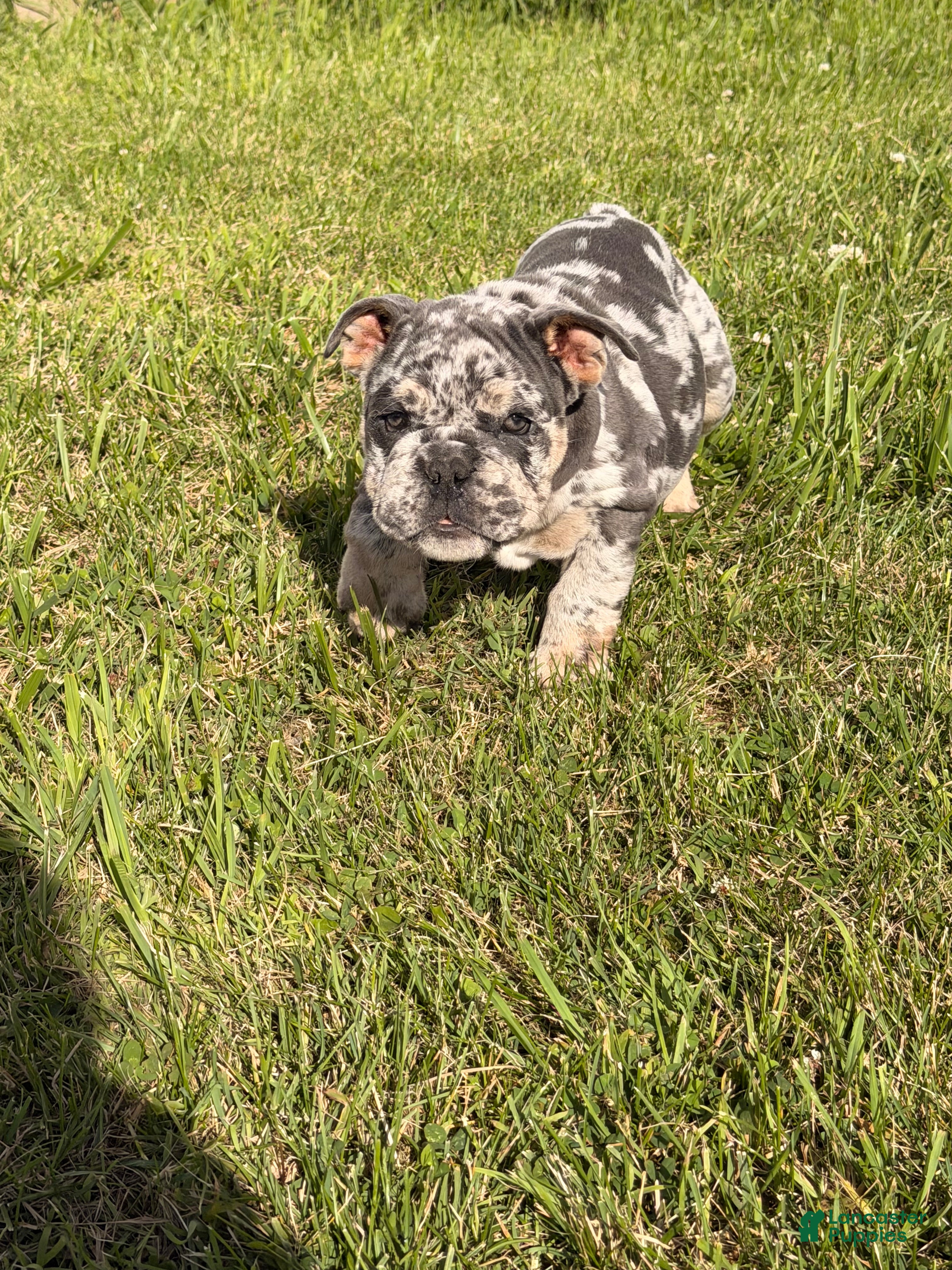 English Bulldog dogs English Bulldog Puppy 4 - Ad 18