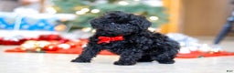 Miniature Poodle dogs for sale: Buddy - Ad 4