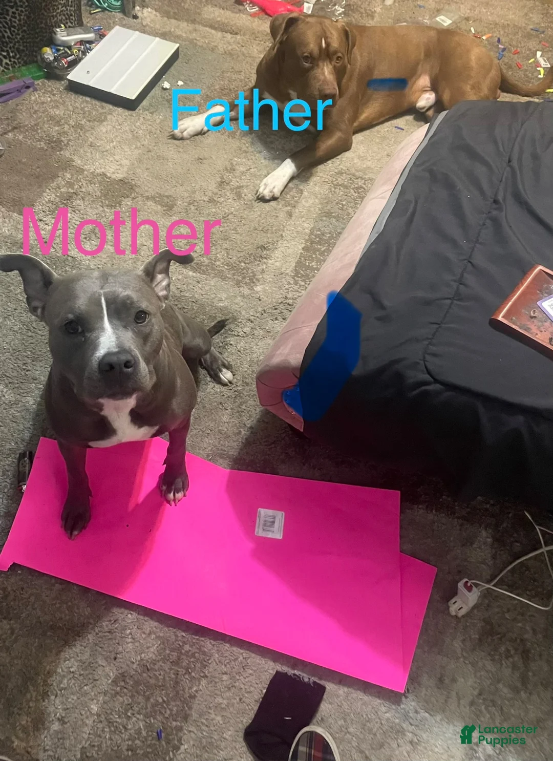 American Pit Bull Terrier dogs for sale: American Pit Bull Terrier 2 - Ad 3
