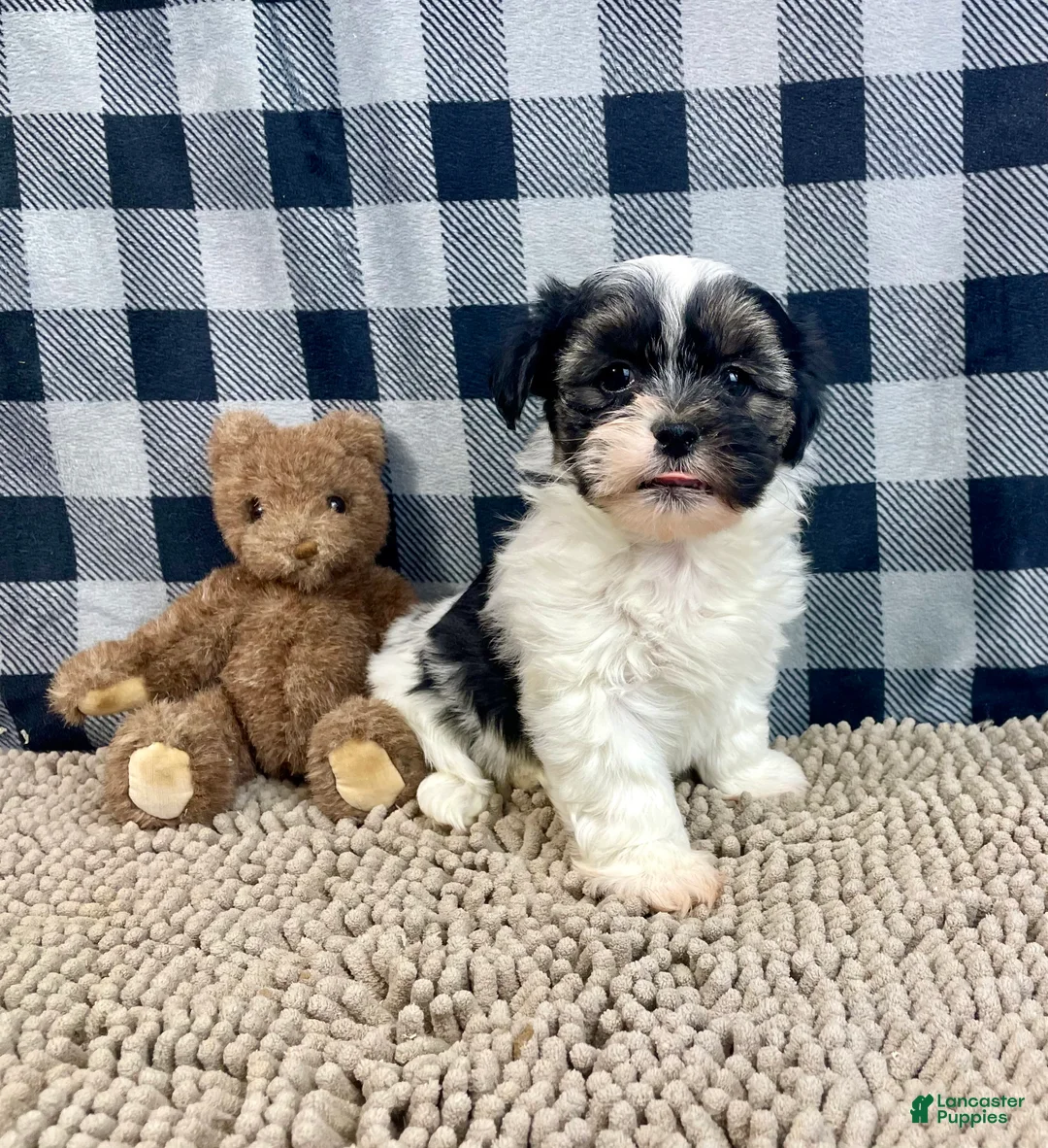 Teddy Bear dogs for sale: Jasmine - Ad 4