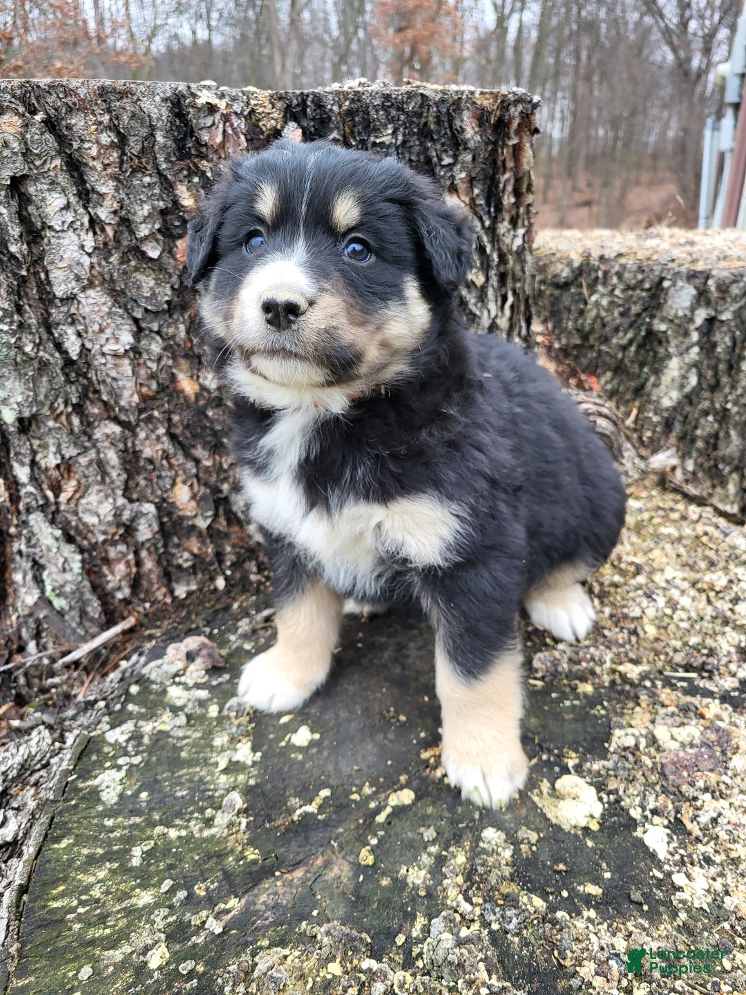 Mixed Breed dogs for sale: Pete - Ad 2