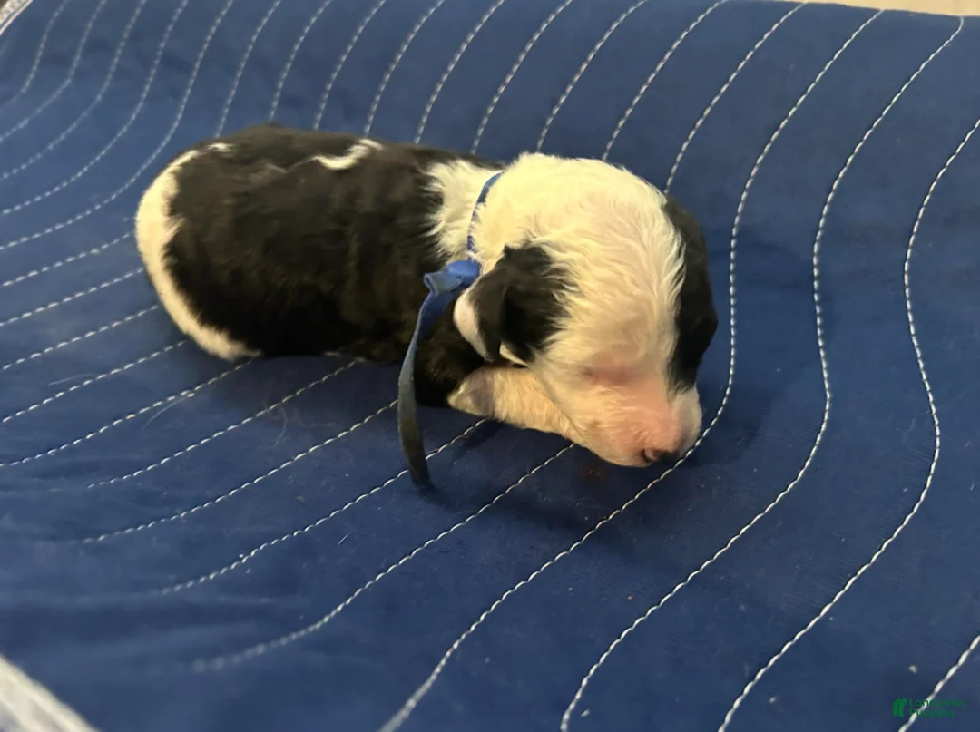 Sheepadoodle dogs for sale: Ringo - Ad 2