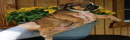 Olde English Bulldogge dogs for sale: Ridge - Ad 5