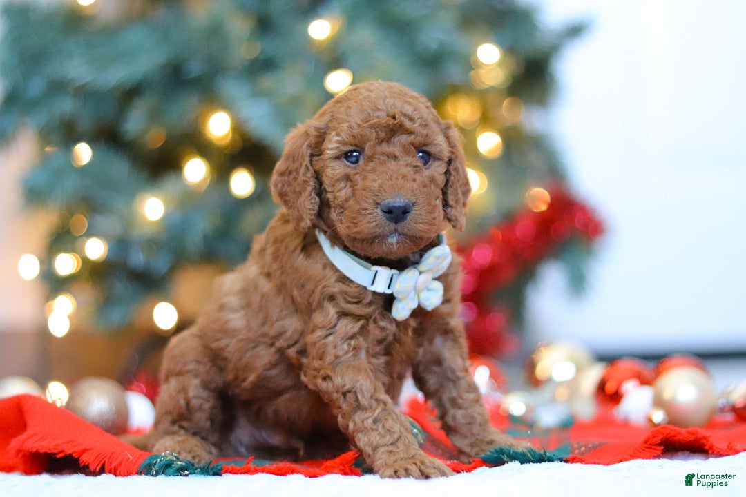 Mixed Breed dogs for sale: Gordon – Male (M7928) - Ad 5